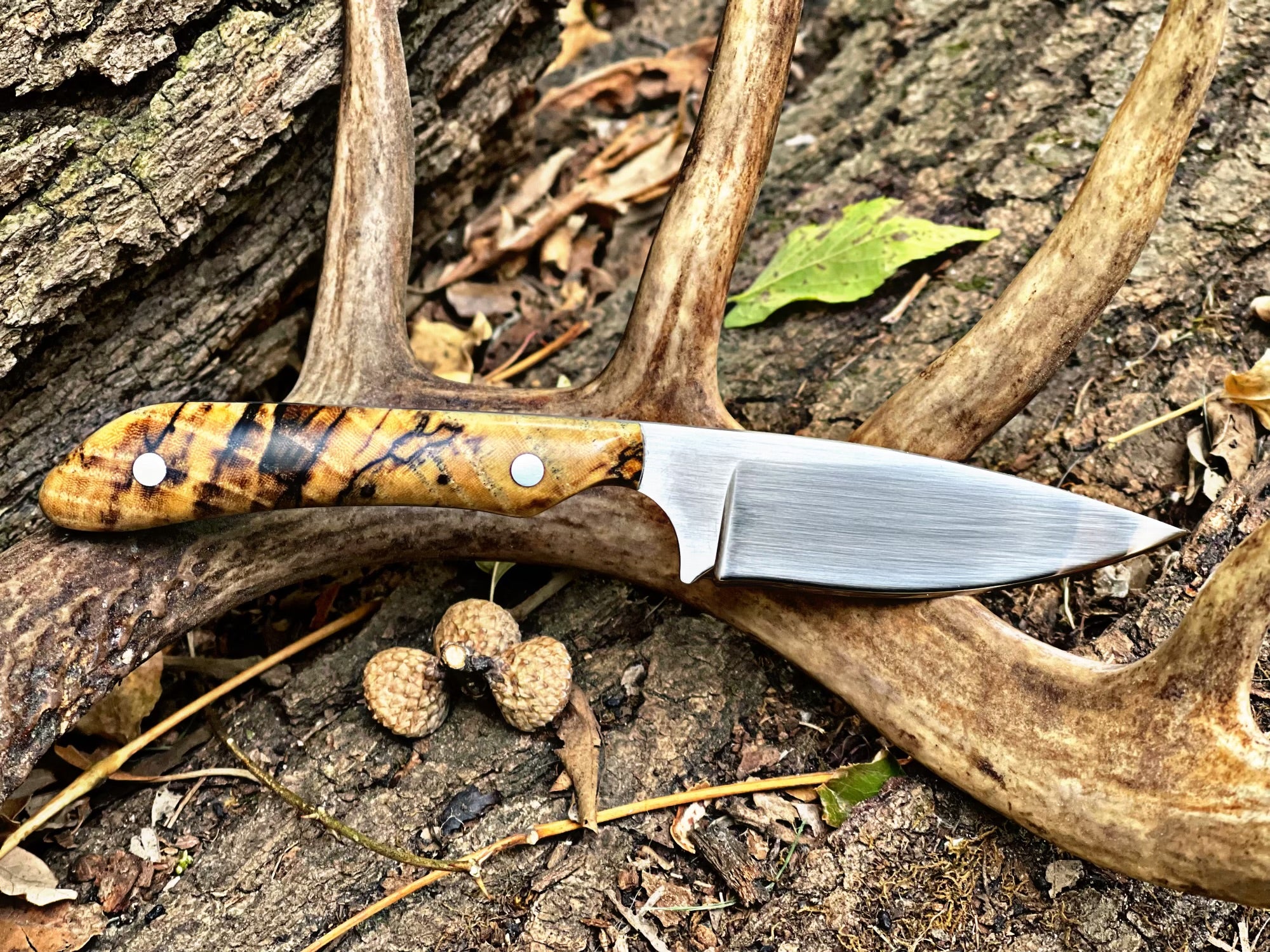 Small Hunter Hackberry